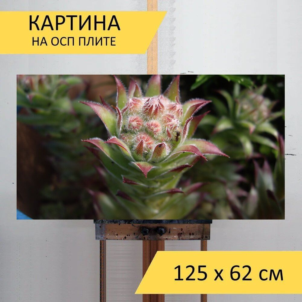 LotsPrints Картина "Кактус, сочный, завод 49", 125  х 62 см #1