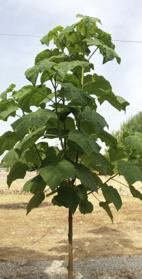 Павловния (paulownia). Павловния дерево описание посадка и уход. Павлония войлочная адамово дерево. Павловния форчуна. Павлония войлочная дерево.