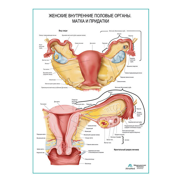 Матка и придатки (анатомия человека) плакат глянцевый А1+, плотная фотобумага от 200г/м2  #1