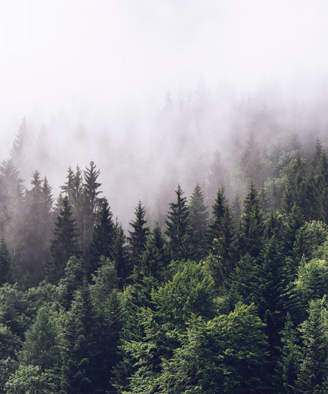 Фотообои флизелиновые на стену 3д GrandPik 2082 "Горный лес в тумане" (ШхВ), 200х240 см  #1