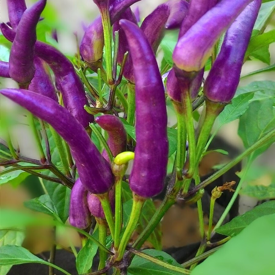 Перец острый Purple cayenne семена (5 ШТ) #1