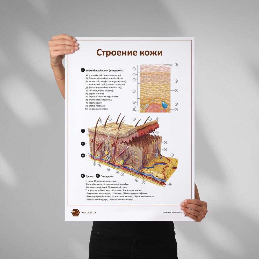 Плакат Строение кожи для кабинета педикюра и подолога в формате А1 (84 х 60 см)  #1