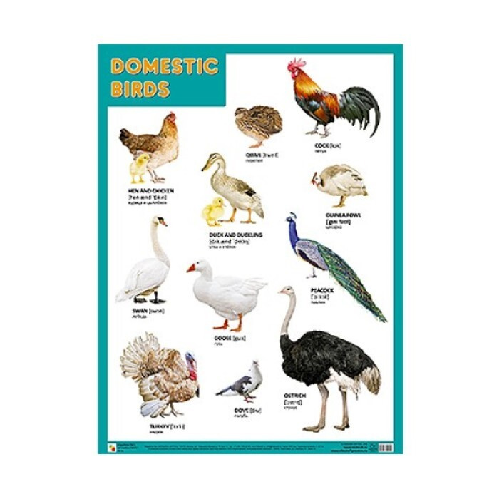 Плакаты Мозаика-Синтез Domestic Birds, Домашние птицы, 45х60 см #1