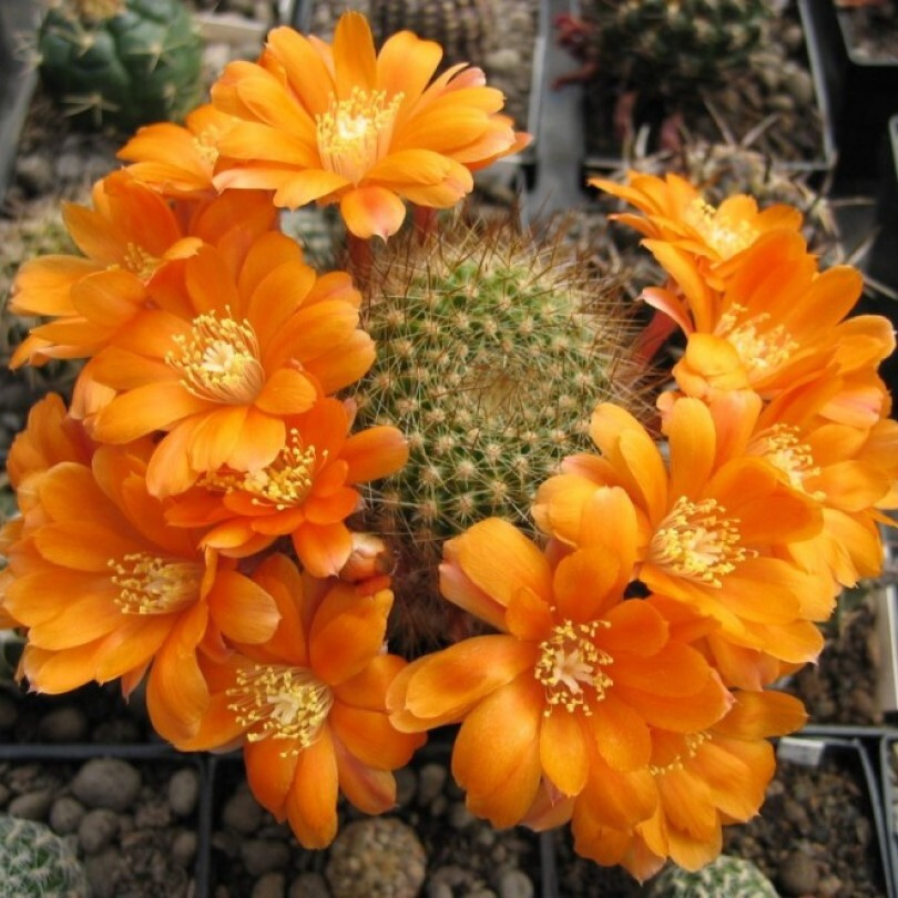 Суккулент Кактус Rebutia kieslingii WR-694 семена (10 ШТ) #1