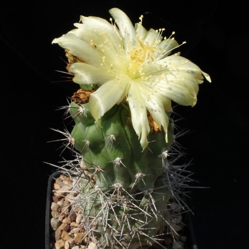 Суккулент Кактус Copiapoa montana FR-522 семена (10 ШТ) #1