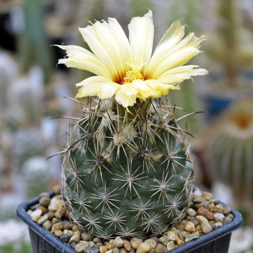 Суккулент Кактус Coryphantha obscura SB-714 семена (10 ШТ) #1