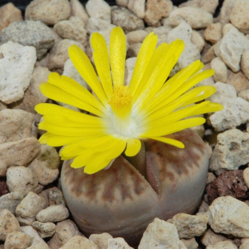 Суккулент Литопс Lithops bromfieldii C-041 семена (10 ШТ) #1