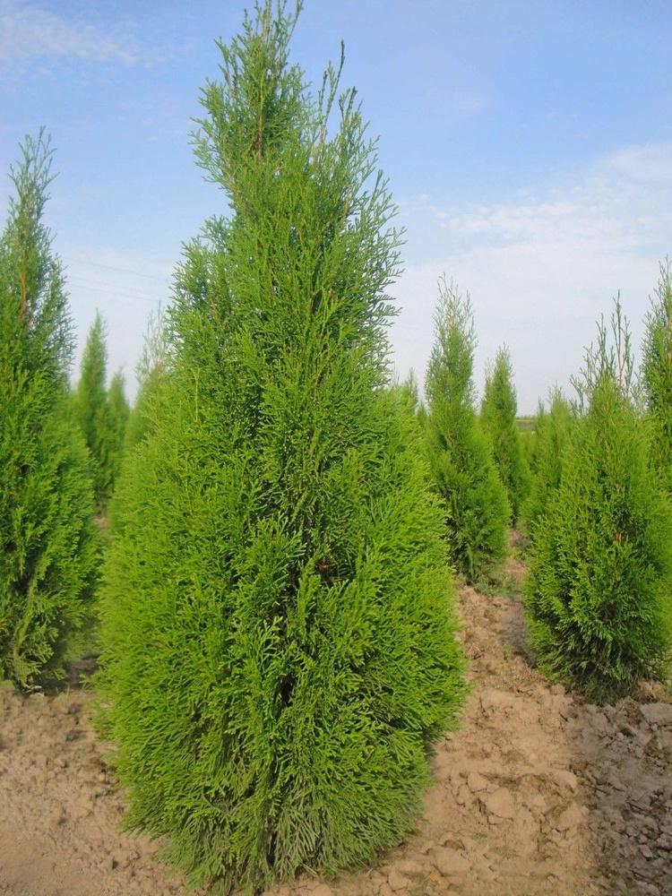 Семена Туя западная Смарагд (Thuja occidentalis Smaragd), 30 штук #1