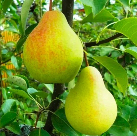 Груша Скороспелка из Мичуринска - купить с доставкой по выгодным ценам ...