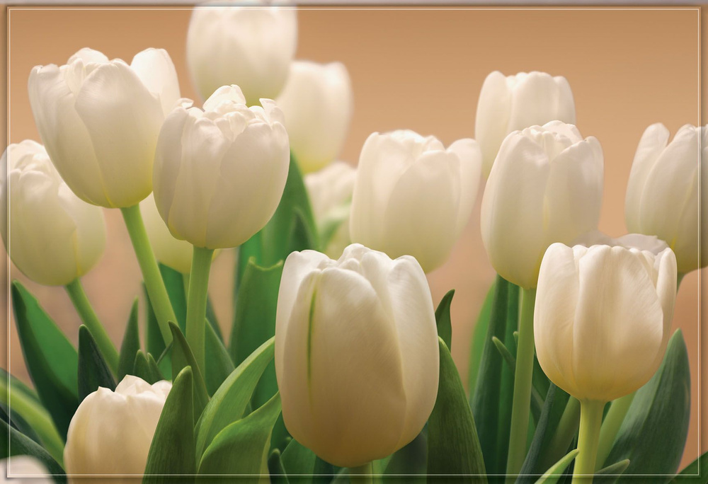 Фотообои Vostorg № 232 Белые тюльпаны 294х201см #1
