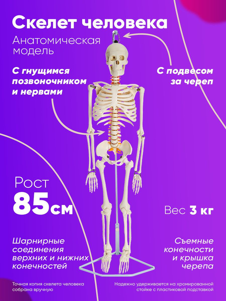 Основные отделы скелета. Особенности скелета человека