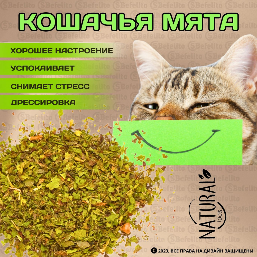 Кошачья мята, сушенная трава, лакомство для кошек ( пакет 5гр)  #1