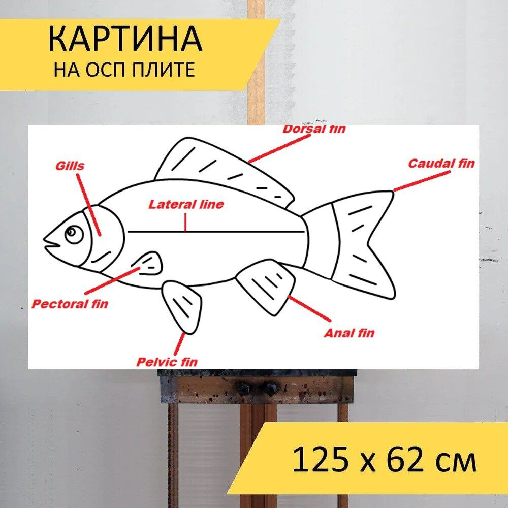 LotsPrints Картина "Рыбы, плавники, карп 21", 125  х 62 см #1