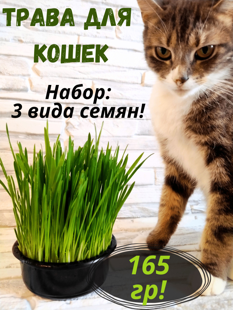 Трава для кошек, кроликов, птиц, набор семян #1