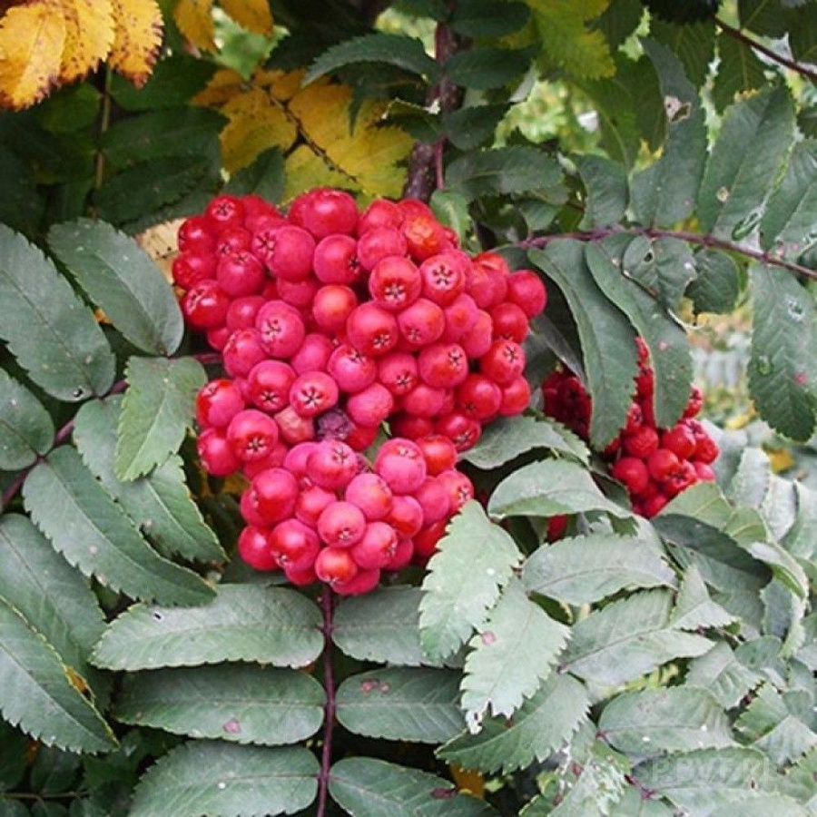 Рябина гранатная в ландшафтном дизайне