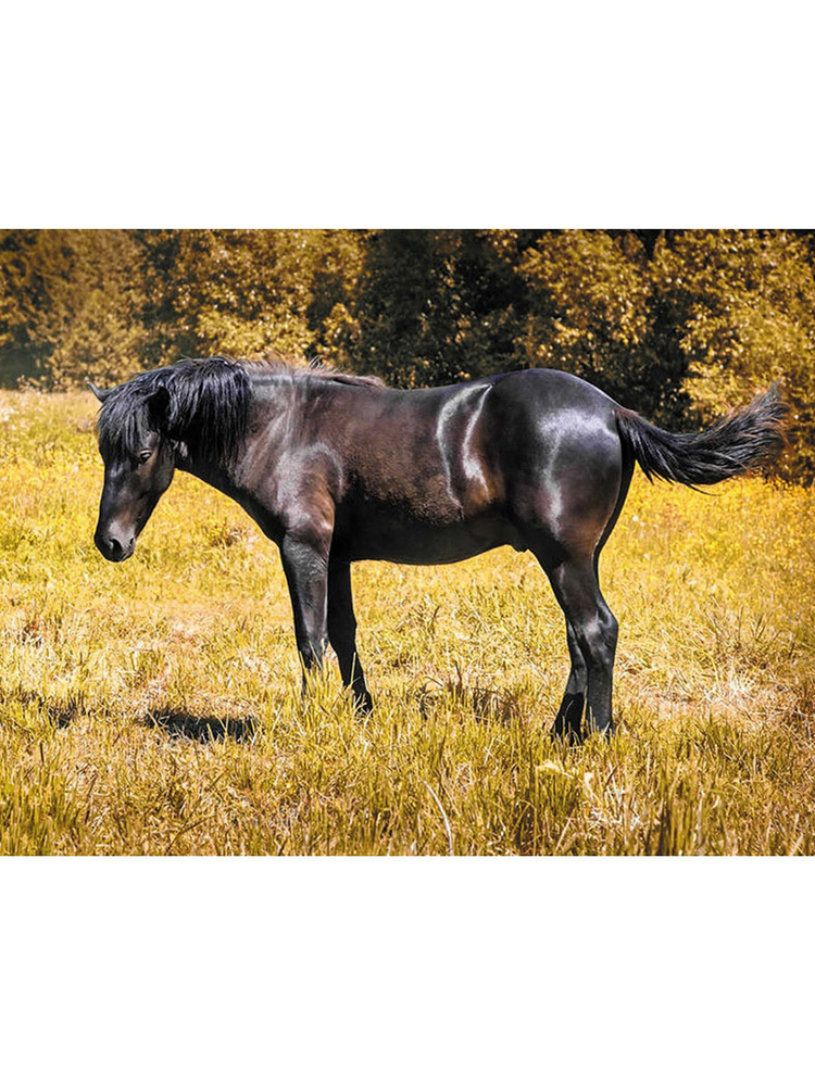 Алмазная мозаика Paintboy Original "Черная лошадь" 40х50, 3D эффект, на подрамнике.  #1