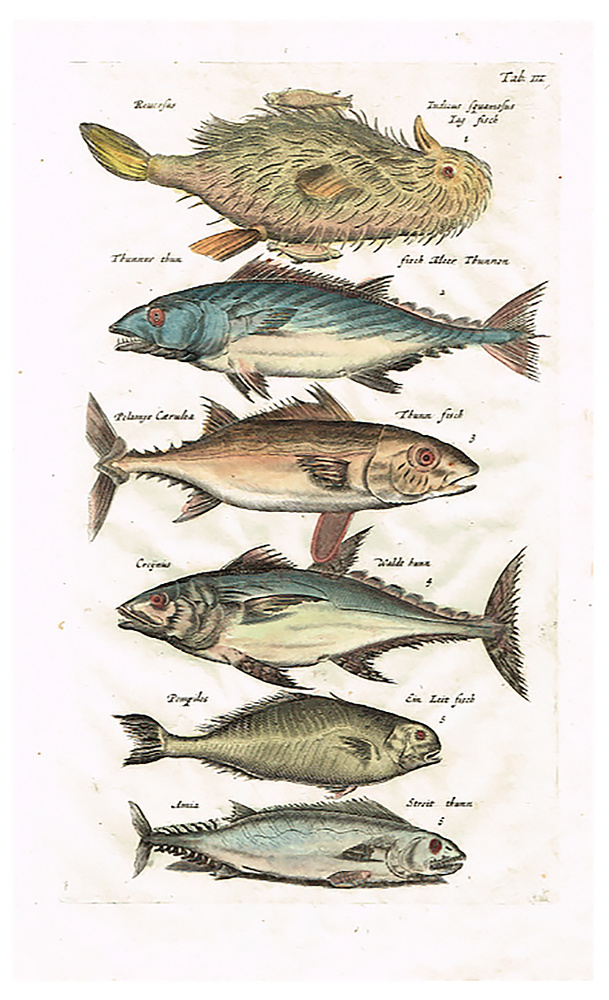 Тунец и другие виды рыб. Серия "Бестиарий Мериана". Лист № 3. Маттеус Мериан. Гравюра на меди, акварель. #1