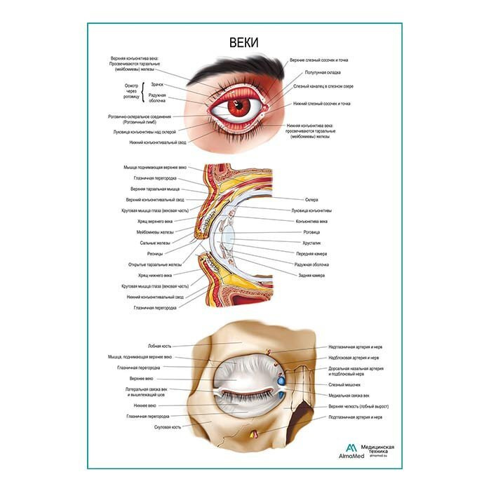 Веки (анатомия человека) плакат глянцевый А1+, плотная фотобумага от 200г/м2  #1