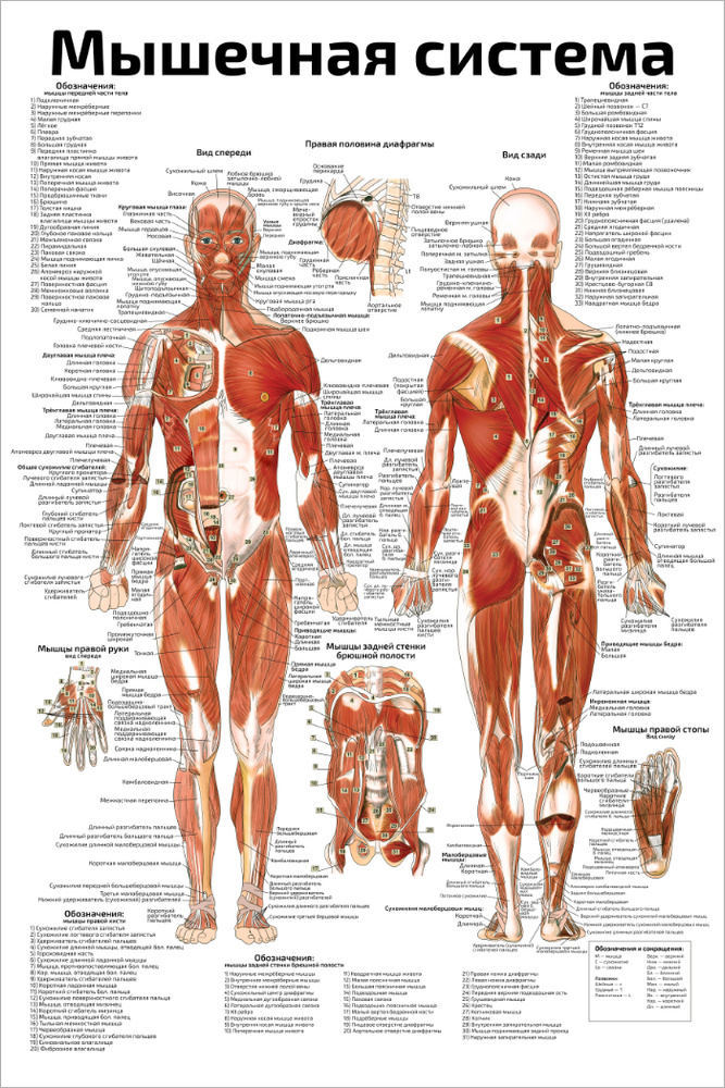 Плакат А2, ламинированный и обучающий / Мышечная система, мышцы человека, анатомический ALL / 457x610 #1