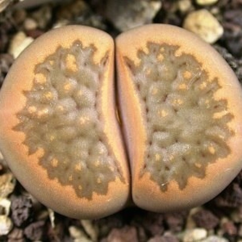 Суккулент Литопс Lithops hallii C-094 семена (10 ШТ) #1