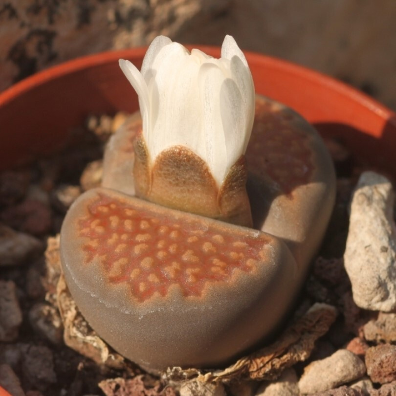 Суккулент Литопс Lithops hallii v. ochracea C-111 семена (10 ШТ) #1