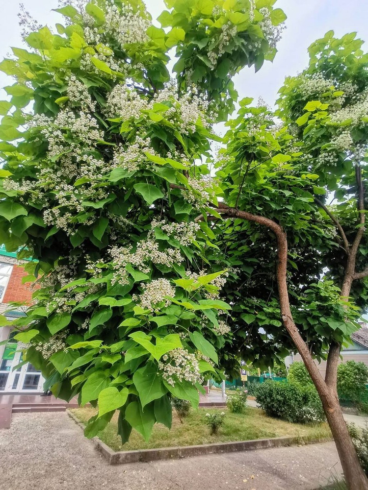 Семена Катальпа бигнониевидная (Catalpa bignonioides), 20 штук #1