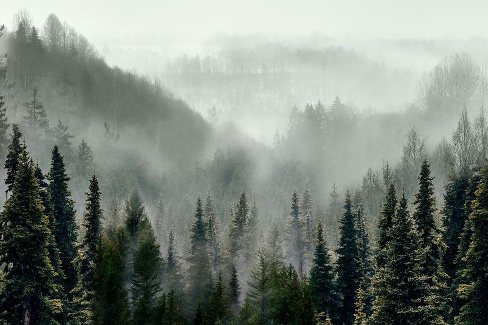 Фотообои флизелиновые на стену 3д GrandPik 10241 "Горный лес в тумане", 420х280 см(Ширина х Высота)  #1