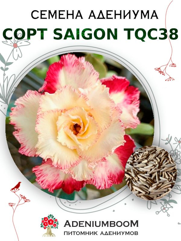 Семена Адениума Обесум от Saigon Adenium TQC38 (4шт.) / семена цветов комнатных суккулентов, набор семян #1