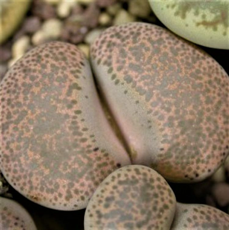 Суккулент Lithops terricolor Peersii C-376, семена (10 шт) #1