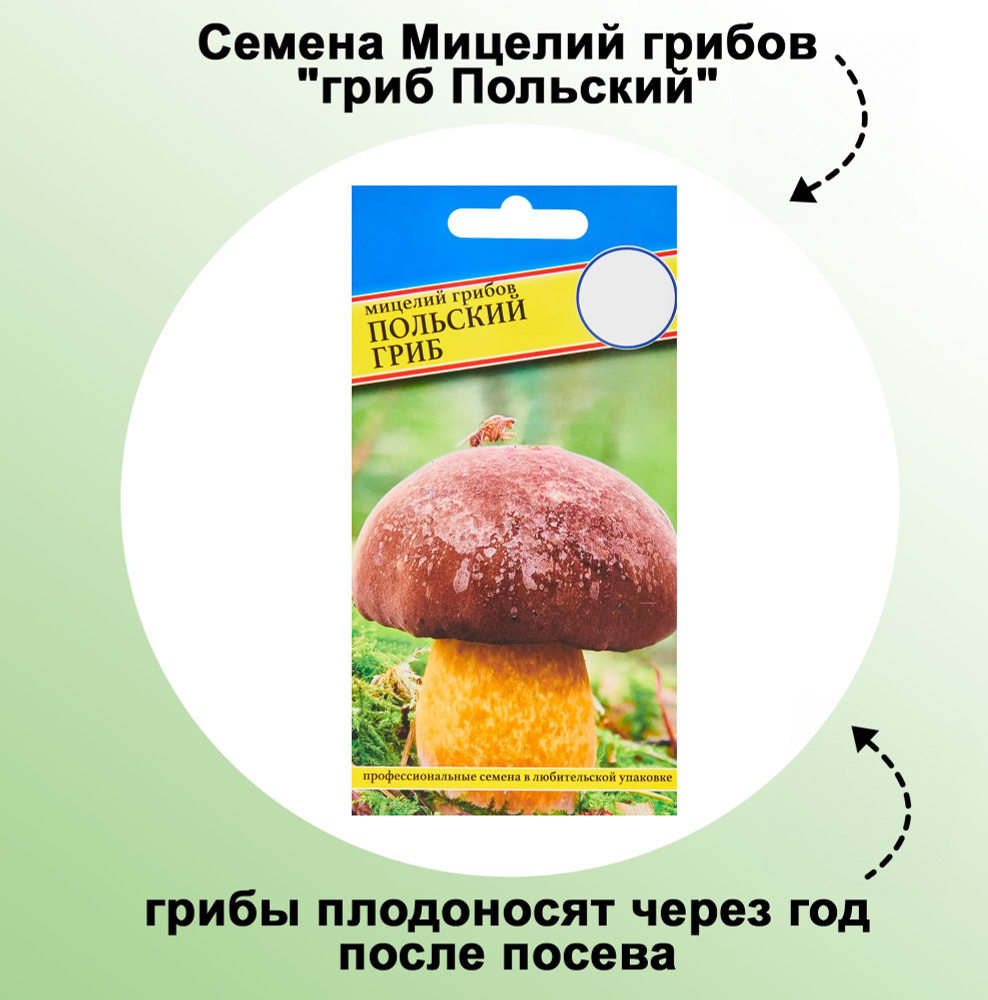 Семена Мицелий грибов "гриб Польский": отлично растет на приусадебном участке. Высаживают его вблизи #1