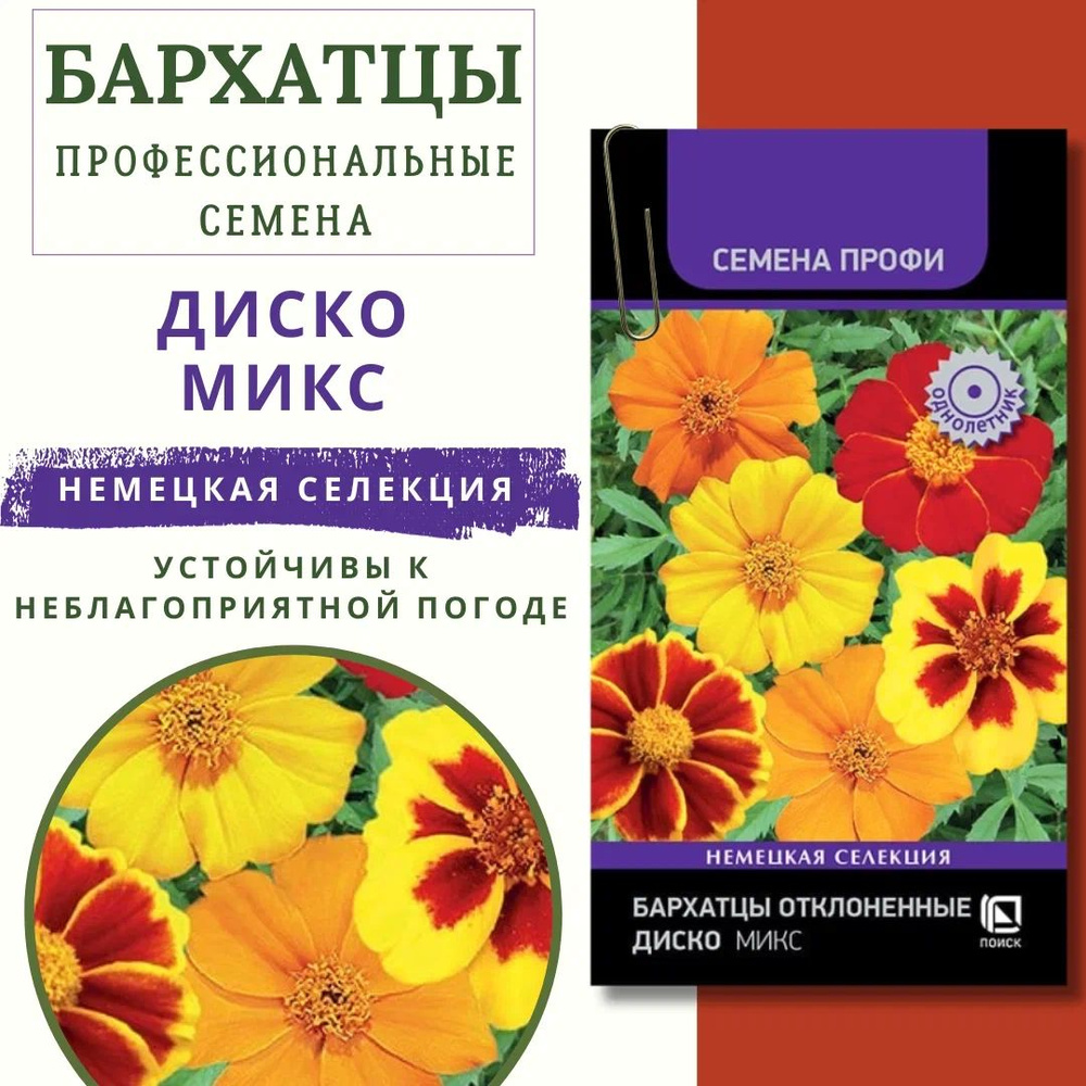 Бархатцы "отклоненные Диско Микс" семена цветов на рассаду, семена цветов для посадки  #1