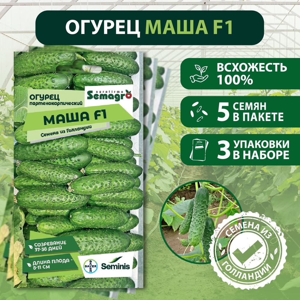 Семена Огурец партенокарпик Маша F1 SEMINIS, 3 пакета, (5 семян в одном пакете)  #1