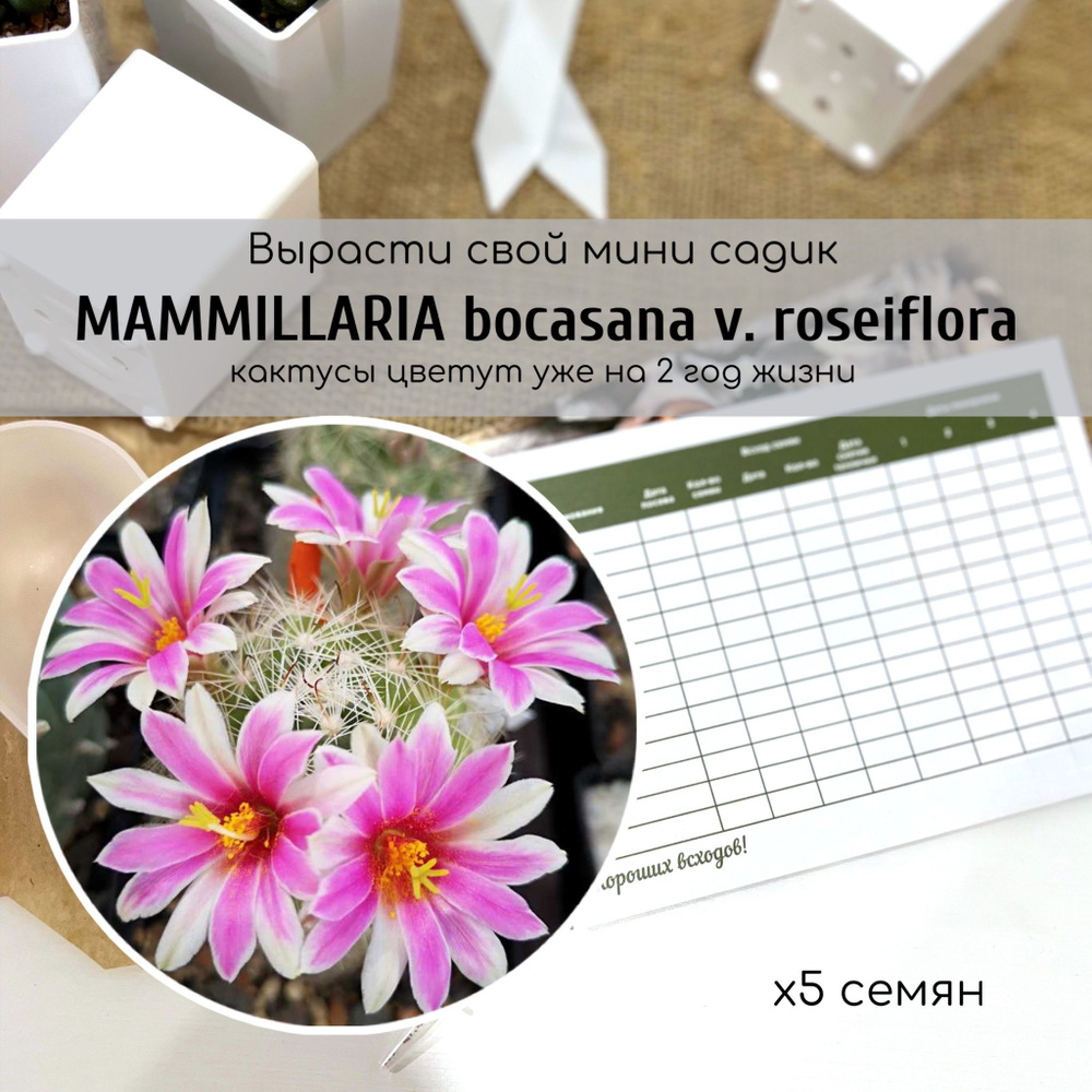 Семена MAMMILLARIA bocasana v. roseiflora / Маммиллярия бокасана от Бюро семян суккулентов  #1