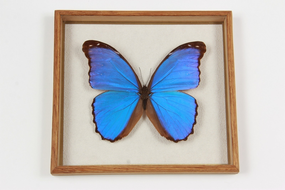 Бабочка в рамке ModernArtButterfly (Morpho didius)№3, 22х19х3см #1