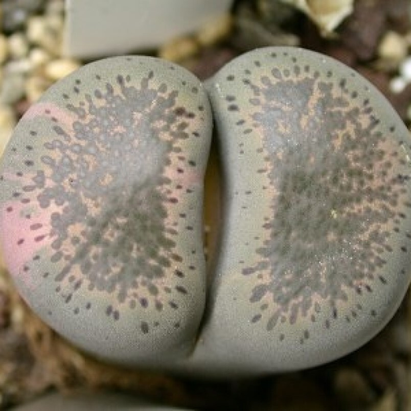 Суккулент Литопс Lithops terricolor C 379 семена (10 ШТ) #1