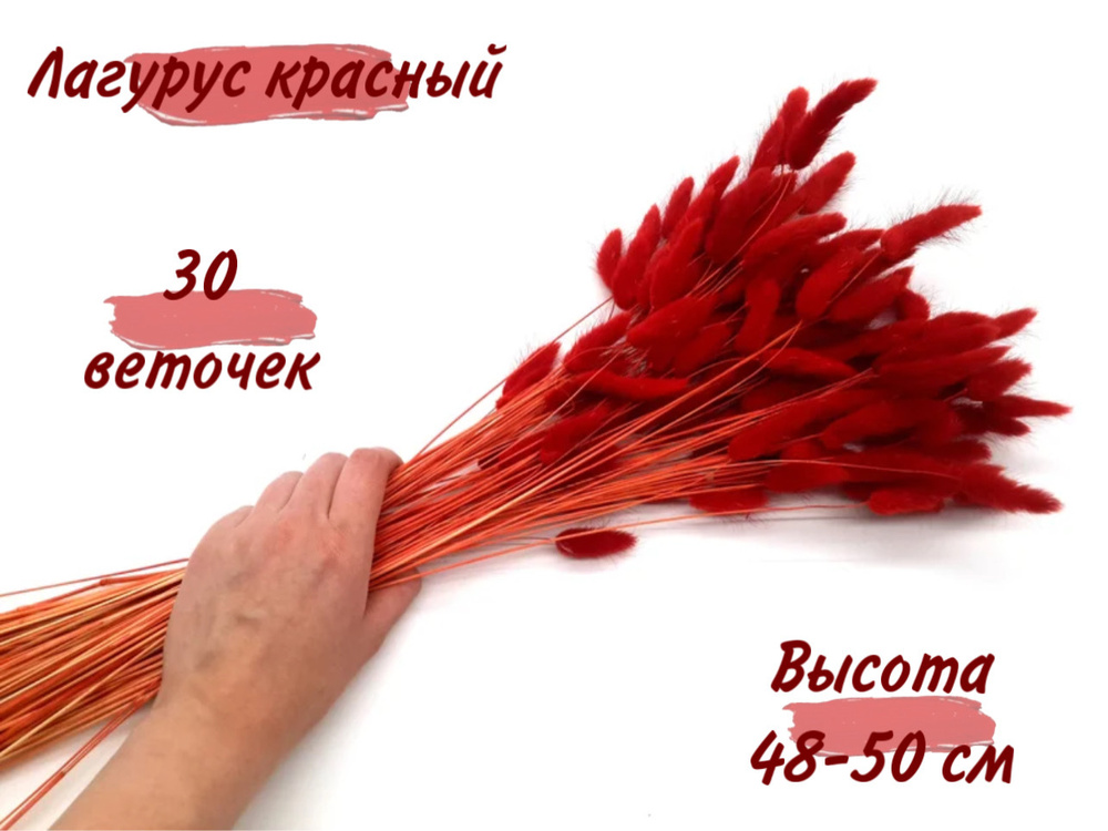 MC Стабилизированные цветы Лагурус, 50 см, 30 гр, 25 шт #1