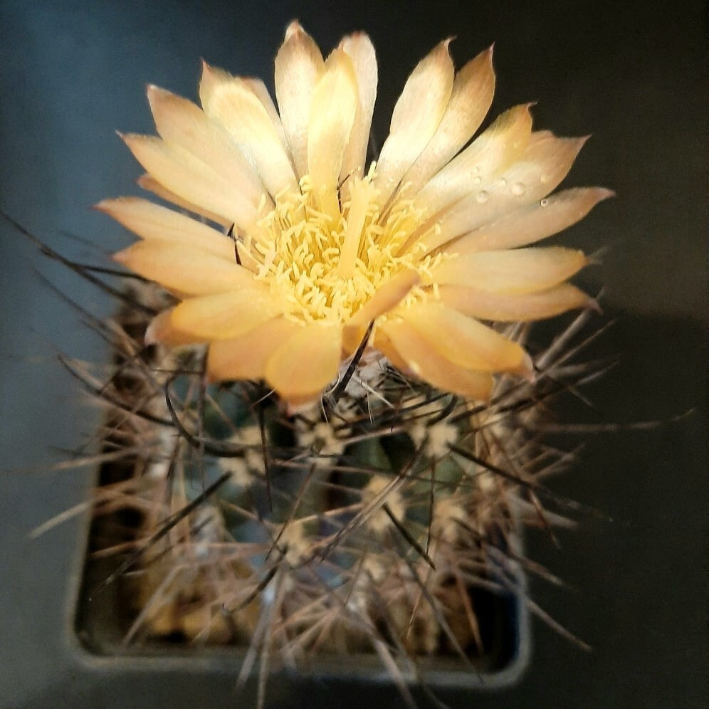 Суккулент Кактус Pyrrhocactus straussianus R-542 семена (10 ШТ) #1