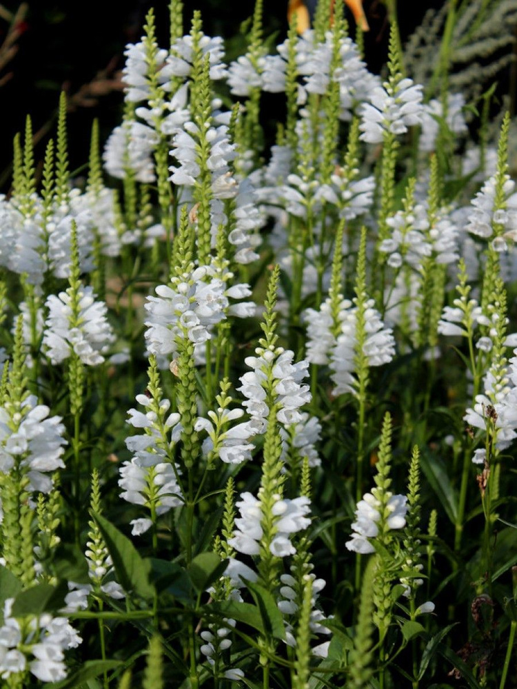 Семена Физостегия виргинская белая (Physostegia virginiana Alba), 20 штук  #1