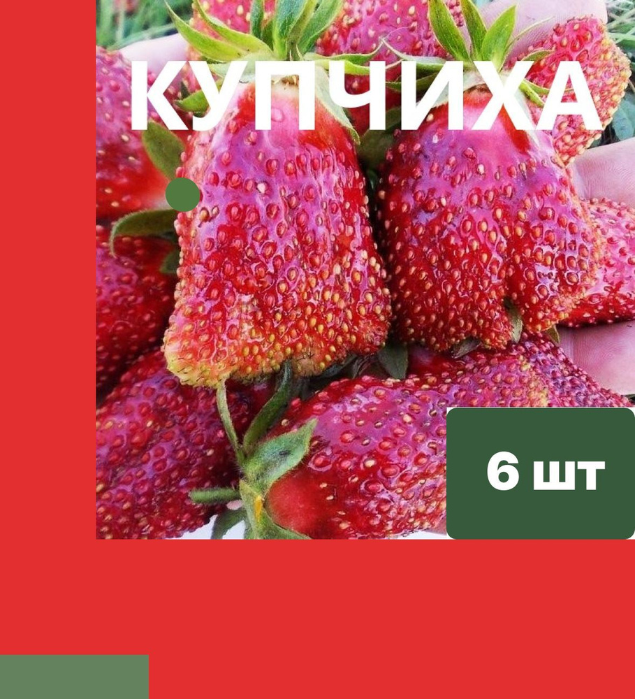 Земклубника "Купчиха" 6 штук саженцев #1