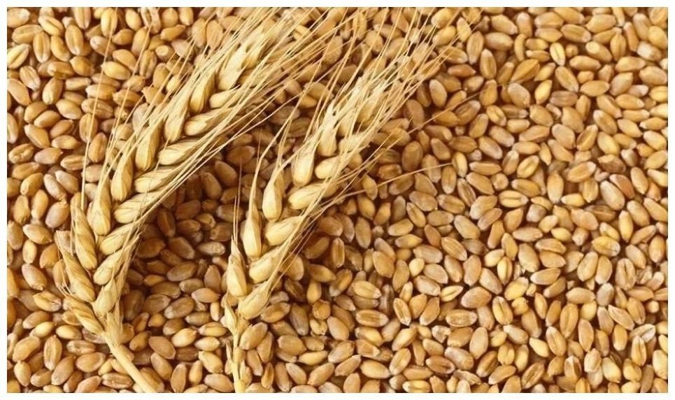 Зерно несоложеное "Пшеница", для приготовления самогона, виски, бурбона и пива, 5 кг  #1