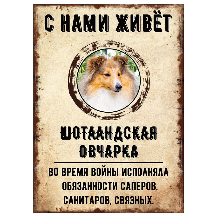 Табличка, декоративная, DANGER DOG, С нами живет Шотландская овчарка, 18см х 25см  #1