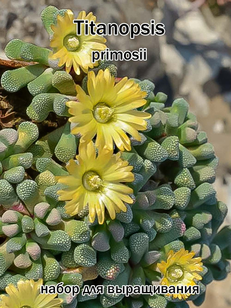 Суккулент Titanopsis primosii набор для выращивания (семена, грунт, горшочек, инструкция по посеву). #1