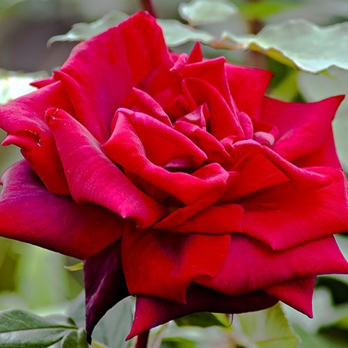 Роза чайно-гибридная Роял Вильямс саженец #1