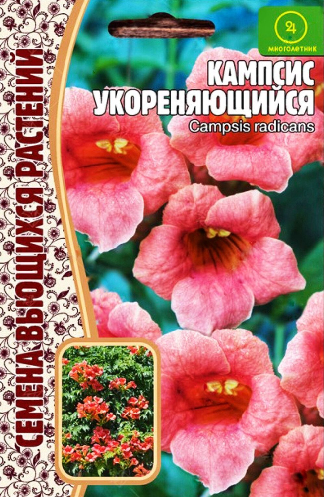 Кампсис укореняющийся (Campsis radicans), 1 пакет, семена 20 шт, ЧК  #1