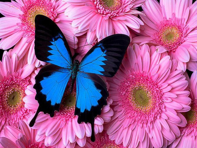 Картина по номерам на холсте Paintboy "Бабочка на розовых герберах" 40х50 см, Подарки на новый год 2024 #1
