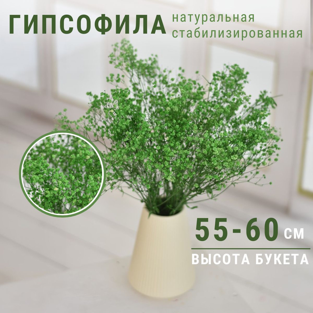 Сухоцветы для декора гипсофила стабилизированная Trava Decor искусственные цветы для вазы, зеленная  #1