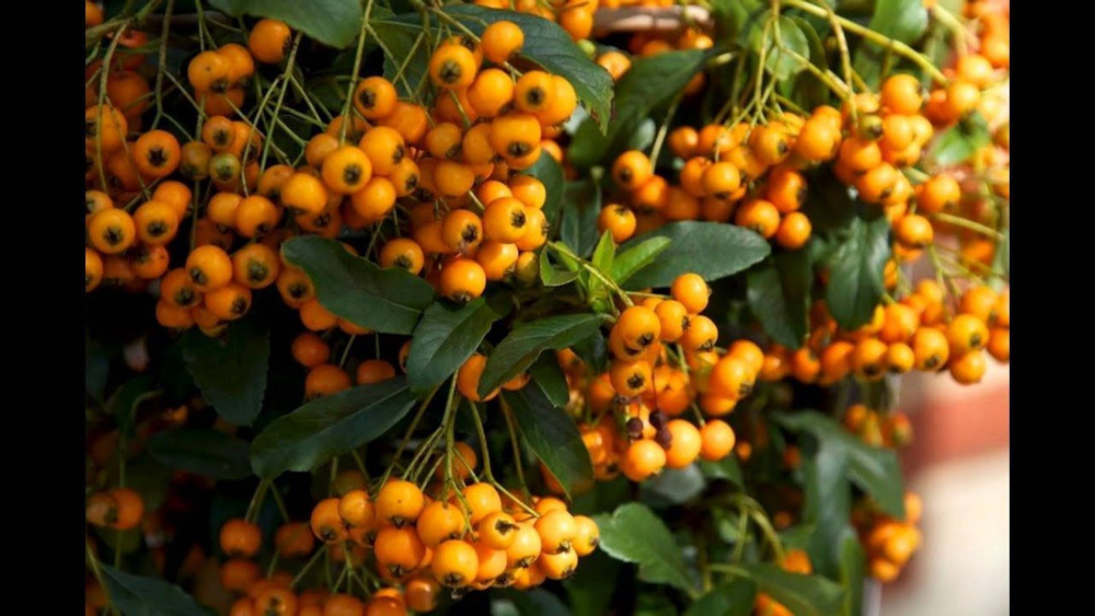 Пираканта роджерса (лат. Pyracantha rogersiana) СЕМЕНА 10шт + подарочные семена  #1