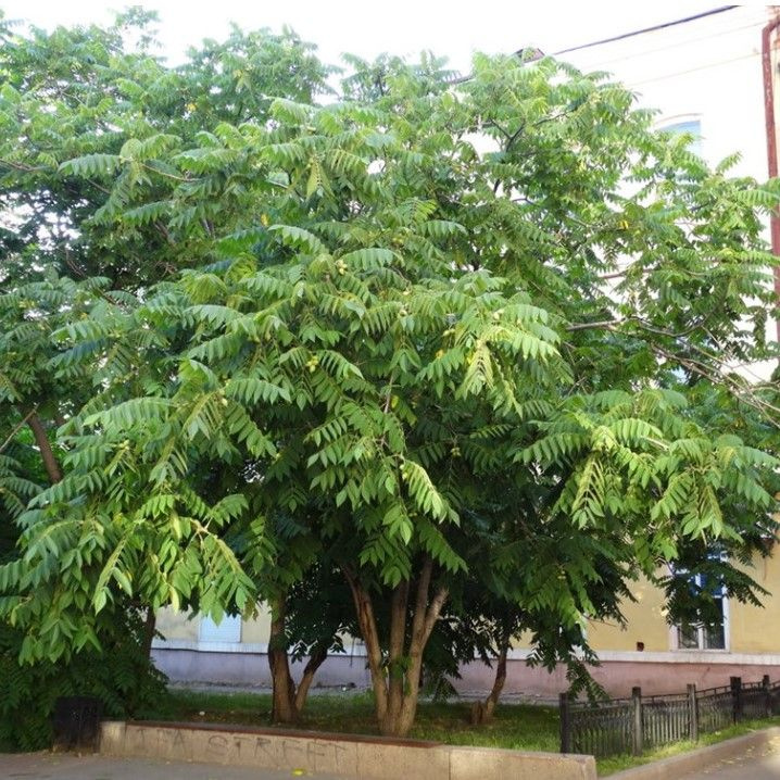 Семена Орех Маньчжурский (Juglans mandshurica) 5 шт. #1