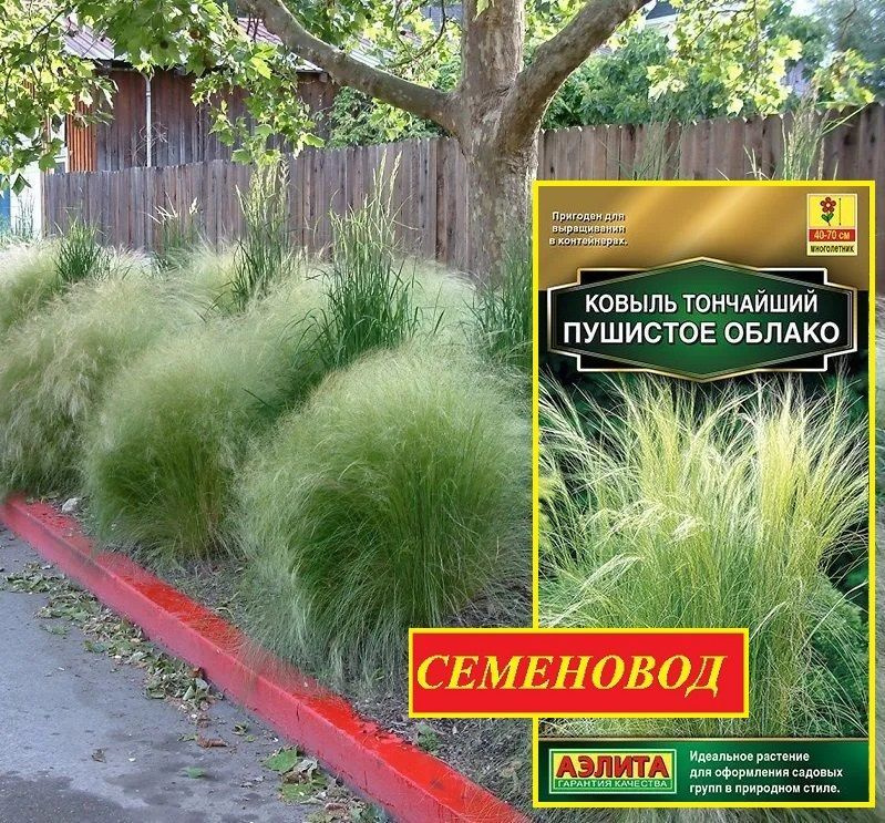 Ковыль тоже цветок