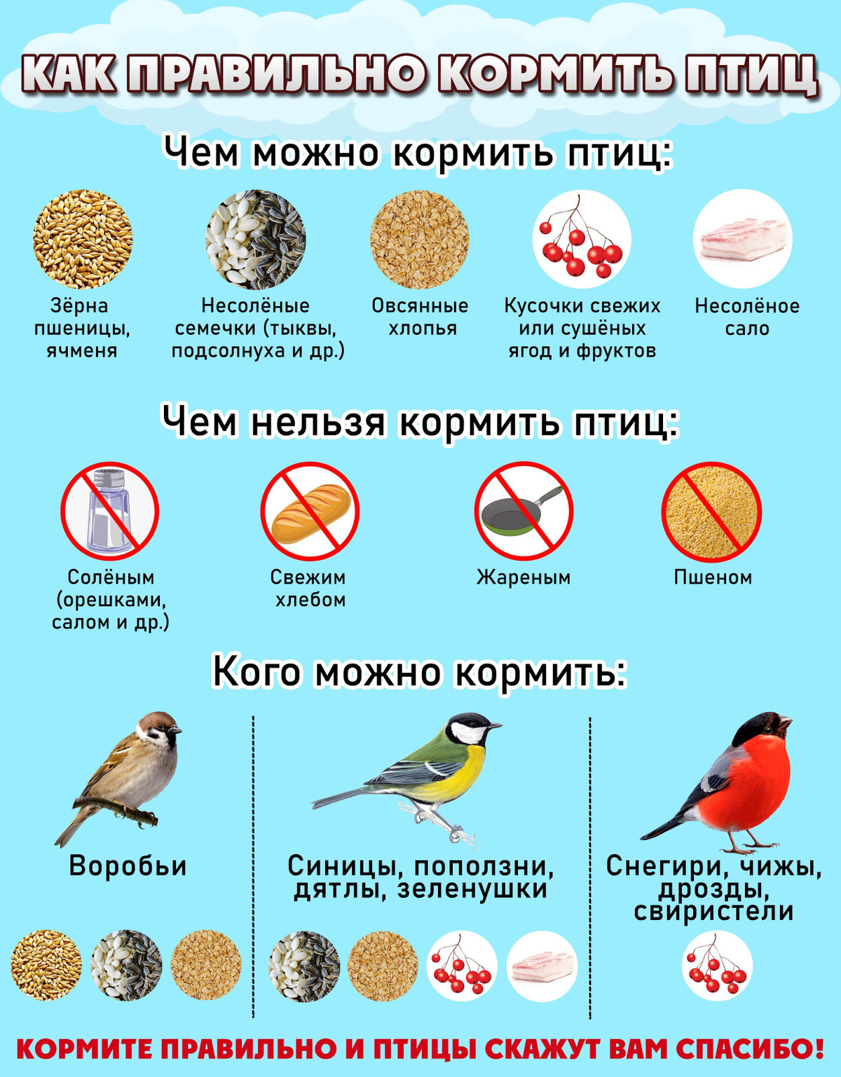 Советы по кормлению птиц летом.